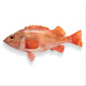 Redfish 100-300 Gram 100% NW Whole Block Frozen