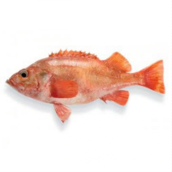 Redfish 100-300 Gram 100% NW Whole Block Frozen