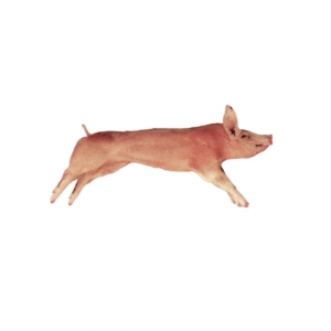 Suckling Pig 10-15 kg IWP