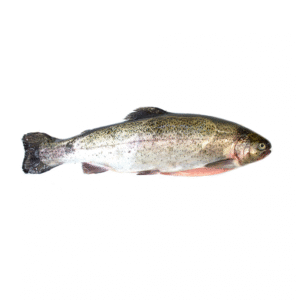 Trout Frozen 250-300 Gram 90% NW Whole