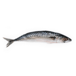 Mackerel Frozen 100-200 Gram Whole Round Block Frozen