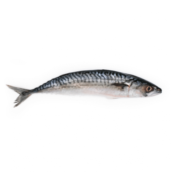Mackerel Frozen 100-200 Gram Whole Round Block Frozen