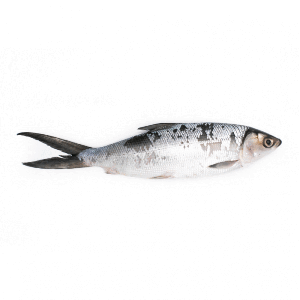 Milkfish 300-500 gr  90% NW W/R  IQF