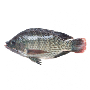 Tilapia 300-500 gr 80% NW Gutted & Scaled IWP Whole IQF