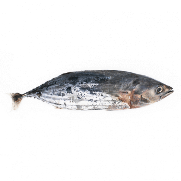 Skipjack Tuna Frozen 1-4 Kg 95% NW Whole Round IQF