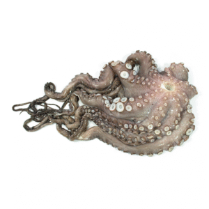 Octopus Frozen 200-400 Gram 90% NW Uncleaned
