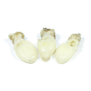 Cuttlefish 100 Gram+ 80% NW Whole Round Block Frozen Uncleaned