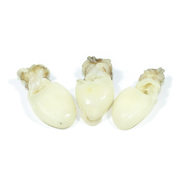 Cuttlefish 100 Gram+ 80% NW Whole Round Block Frozen Uncleaned