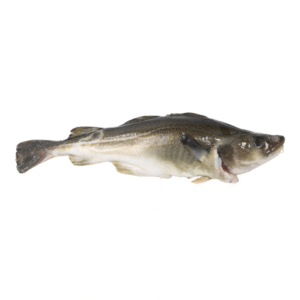 Cod with Head 300-800 Gram 80% NW IQF Whole Gutted