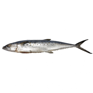 King Fish 300-1000 Gram 95% NW Whole Gutted