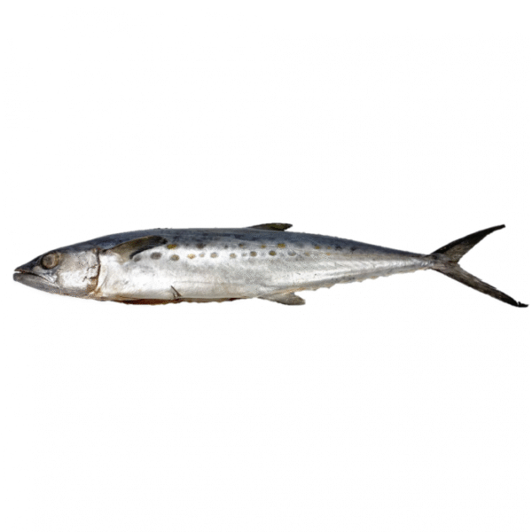 King Fish 300-1000 Gram 95% NW Whole Gutted