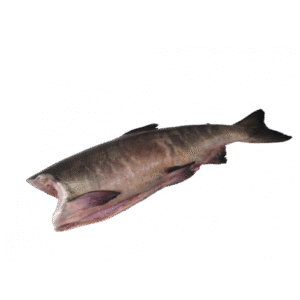 Chum Salmon 4/6 Lbs 95% NW MSC Head-Off  Gutted IQF