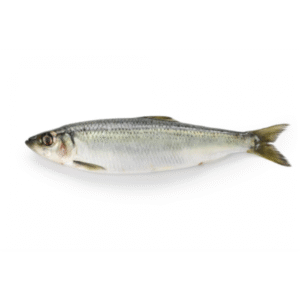 Herring Frozen 90% NW Whole Blockfrozen