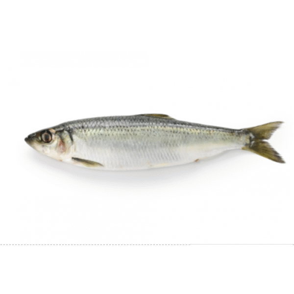 Herring Frozen 90% NW Whole Blockfrozen